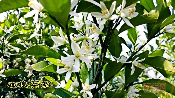 高队桔子花.jpg