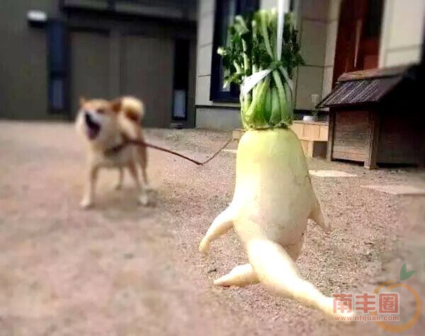 不想当人参的萝卜不是好萝卜.jpg