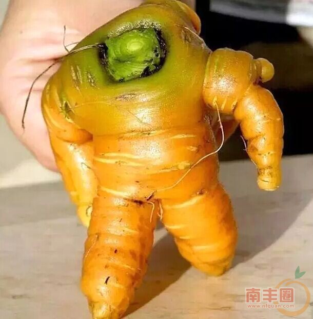 胡萝卜猛男.jpg