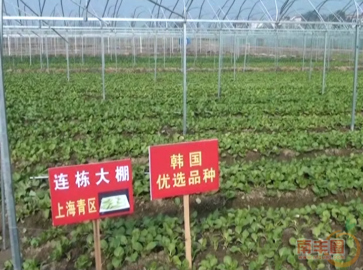青源蔬菜菜品种.png