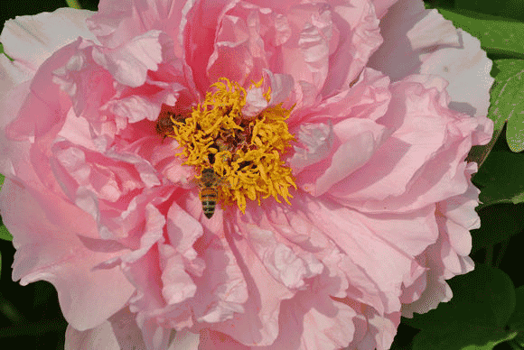 c899ef013e6e5b64fd90fa65379f7dd0.gif